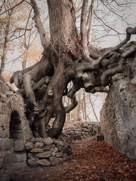 Tree Portrait, Weird Trees, Twisted Tree, Old Tree, Old Trees, Ancient Tree, Unique Trees, Tree Roots, Nature Tree