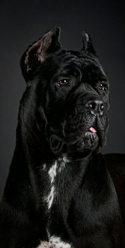 Cane Corso Black, Chien Cane Corso, Black Cane Corso, Italian Dogs, Cane Corso Italian Mastiff, Cane Corsos, Mastiff Breeds, Italian Mastiff, Big Dog Breeds