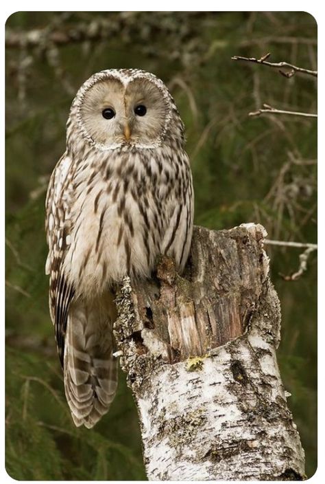 Ural Owl, Owl Magic, Awesome Owls, Nocturnal Birds, Burrowing Owl, Screech Owl, Barred Owl, Owl Photos, Owl Pictures