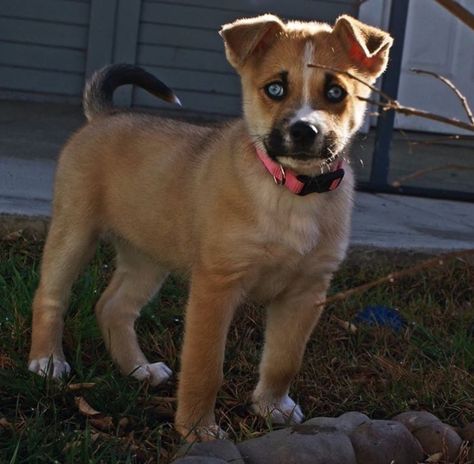 Husky boxer mix. Boxer Mix Dogs, Cute Elephant Pictures, Boxer Mix Puppies, Black Dogs Breeds, Siberian Husky Mix, Unique Dog Breeds, Rare Dogs, Rare Dog Breeds, Boxer (dog)