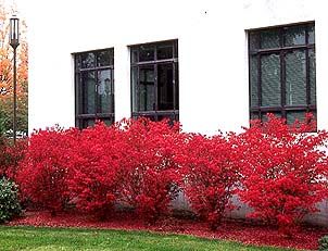 Dwarf burning bush in the fall- excellent color!! It prunes well so it makes a great landscaping shrub that looks nice up next to a home or building- or free set in the landscape. Landscaping Texture, Landscaping Bushes, Burning Bush Shrub, Landscaping Succulents, Winter Landscaping, Urban Landscaping, Landscaping Patio, Landscaping Architecture, Lake Landscaping