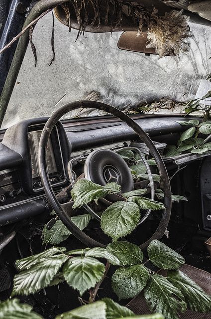 Fintail taken over by mother nature Bmw Japan, Apocalypse Aesthetic, Rust In Peace, Plants Growing, Foto Tips, Abandoned Cars, Post Apocalypse, Abandoned Buildings, Alam Yang Indah