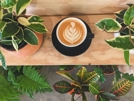 Coffee & Plant shop connected in one building Plant Nursery Coffee Shop, Coffee And Plants Aesthetic, Coffee Shop Plants, Cafe Showroom, Plants And Coffee, Therapy Branding, Cafe Plants, Coffee Plants, Branding Aesthetic