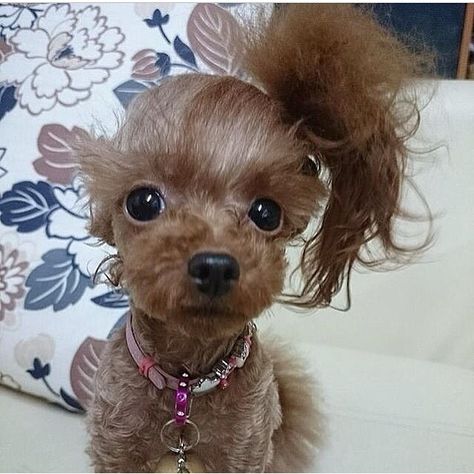 Cute dog with side ponytail Mini Pinscher, Dog Haircuts, Dog Bath, Dog Hair, Cute Funny Animals, Dog Grooming, Dog Pictures, Dog Toys, Pets Cats