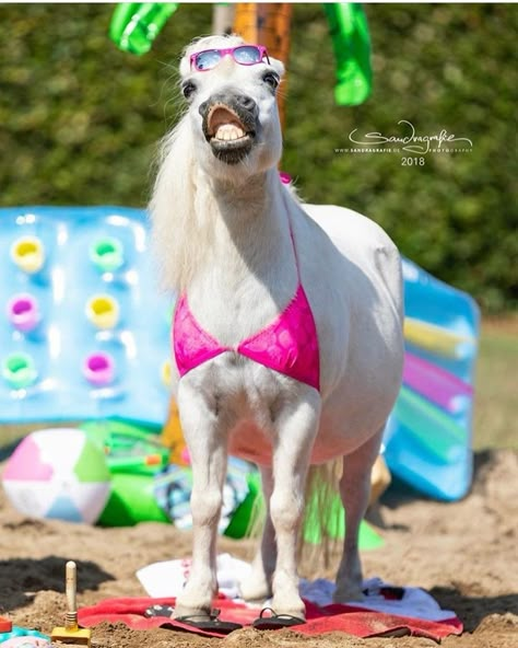 Funny Horse Face, Horse Halloween Ideas, Silly Animal Pictures, Horse Halloween Costumes, Horse Quotes Funny, Funny Horse Pictures, Cutee Animals, Cute Horse Pictures, Horse Costumes