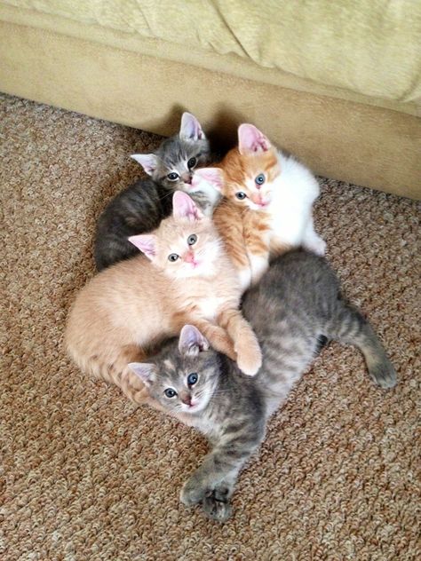 My unique litter of kittens at 6 weeks - Imgur Kitten Litter, Litter Of Kittens, Pretty Litter, Animals Jokes, Drawing Scenery, Newborn Kittens, Kitten Pictures, Baby Kittens, Jokes Funny