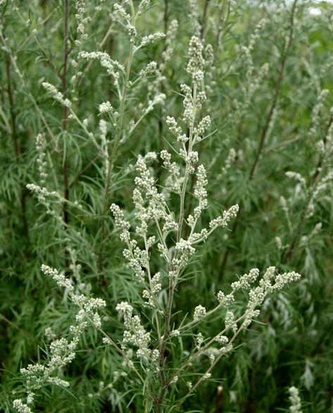 Mugwort: A Wild Beauty in Urban Places — Cambridge Naturals Mugwort Herb, Artemisia Vulgaris, Healing Plants, Lovely Creatures, Wild Edibles, Medicinal Herbs, Medicinal Plants, Spell Book, Herbal Medicine