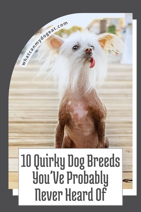 These 10 quirky dog breeds are unlike any you’ve seen before. With unique traits like extra toes or funky fur, these breeds stand out from the rest. If you love discovering unusual dogs, these rare breeds will fascinate you! Beautiful Dogs Breeds Unique, Weird Looking Dogs, Rare Dog Breeds Unique, Uncommon Dog Breeds, Ugliest Dog In The World, Lazy Dog Breeds, Dog Breeds 100 Years Ago, Unusual Dog Breeds, Mexican Hairless Dog