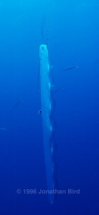 A live Oarfish photographed on an expedition to the Bahamas. Photo by Jonathan Bird. Oar Fish, Odd Sea Creatures, Underwater Monsters Deep Sea Creatures, Ocean Monsters Deep Sea Creature, Extinct Sea Creatures, Strange Fish Ocean Creatures, Sea Stories, Blue World, Shark Swimming