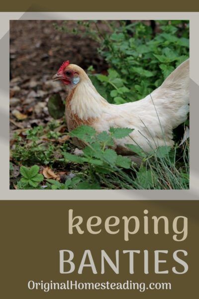 top 8 bantam chicken breeds promo image Bantam Breeds, Bantam Chicken Breeds, Bantam Chicken, Chickens For Beginners, Chicken Poop, Easter Eggers, Bantam Chickens, Biggest Chicken, Garden Companion Planting