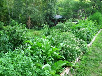 Small-Scale Medicinal Herb Farming Success - Homestead Hustle Moment Of Realization, Herb Life, Kitchen Gardens, Urban Chickens, Herb Farm, Medicinal Herb, Farm Business, Permaculture Design, Wild Edibles