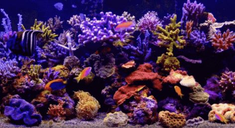 Aquario Aquarium GIF - Aquario Aquarium Fish - Discover & Share GIFs Aquarium Gif, Fish Gif, Fish Banner, Sensory Images, Gif Background, Blind Dog, Banner Gif, Ponds Backyard, Beautiful Gif