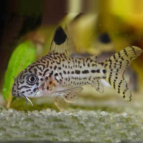 Julii Cory Animals Live In Water, Corydoras Catfish, Cory Catfish, Tropical Freshwater Fish, Why Try, Freshwater Aquarium Fish, Life Aquatic, Fish Aquarium, Cat Whiskers