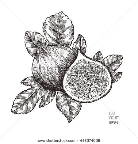 Fig fruit illustration. Engraved style illustration. Vintage sketch fruit. Vector illustration Sketch Fruit, Redwood Tattoo, Fig Drawing, Minimalist Tattoo Meaning, Paris Tattoo, Typography Tattoo, Tree Sketch, Fig Fruit, Fruit Vector