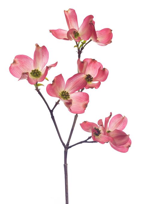 Pink Dogwood Flowers, Dogwood Flower Tattoos, Flower Reference, Tree Watercolor Painting, Dogwood Flower, Pink Dogwood, Dogwood Blossoms, Dogwood Trees, Dogwood Flowers