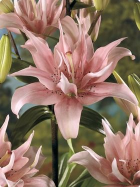 Elodie Lily...so pretty and double too... Lilies Meaning, Lily Elodie, Asiatic Lily, Lily Bulbs, Asiatic Lilies, Nothing But Flowers, Beautiful Bouquets, Flower Therapy, Most Beautiful Flowers