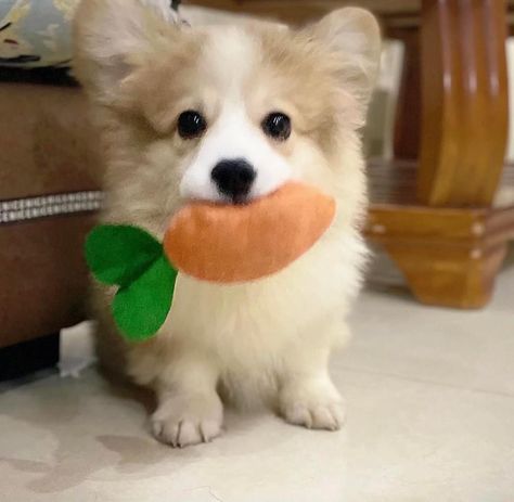 Corgi Cute, Cute Corgi Puppy, Cute Little Kittens, Pets 3, Corgi Puppy, Cute Corgi, Pretty Animals, Silly Animals, Corgi Dog