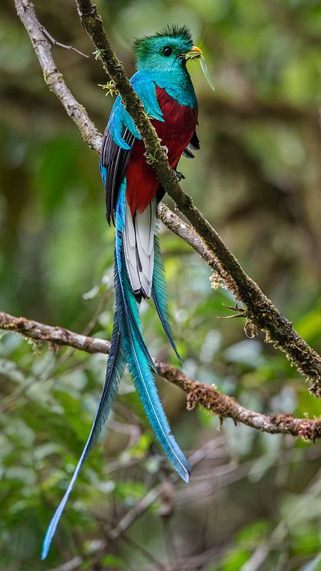 Resplendent Quetzal, Amazon Birds, Most Beautiful Birds, Food T, Rare Birds, Airbrush Art, Nature Birds, All Birds, Exotic Birds