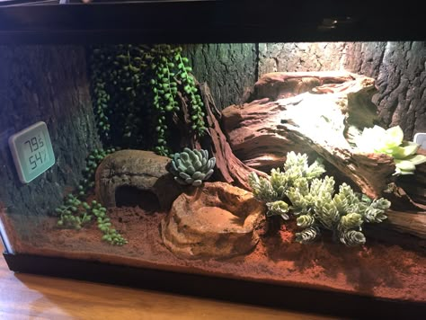 Rosy Boa Enclosure, Western Hognose Snake Enclosure, King Snake Enclosure, Blue Tongue Skink Enclosure, Skink Enclosure, Leopard Gecko Terrarium Ideas, Boa Enclosure, Reptile Tank Ideas, Leopard Gecko Tank Ideas