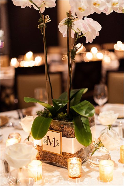 Low Orchid Centerpieces Wedding, Orchids As Centerpieces, Orchid Flower Centerpieces, Orchid Centerpieces Wedding Diy, Orchid Wedding Arrangements, Live Orchid Centerpiece, Potted Orchid Centerpiece Wedding, Orchid Centrepiece Wedding, Orchid Plant Centerpiece Wedding