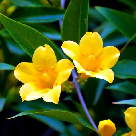 South Carolina State Flower | Yellow Jessamine (Gelsemium sempervirens). State Symbols USA South Carolina State Flower, Gelsemium Sempervirens, Yellow Jessamine, Carolina Jasmine, Yellow Jasmine, South Carolina Art, Flower Image, Flower Sleeve, Spring Wildflowers