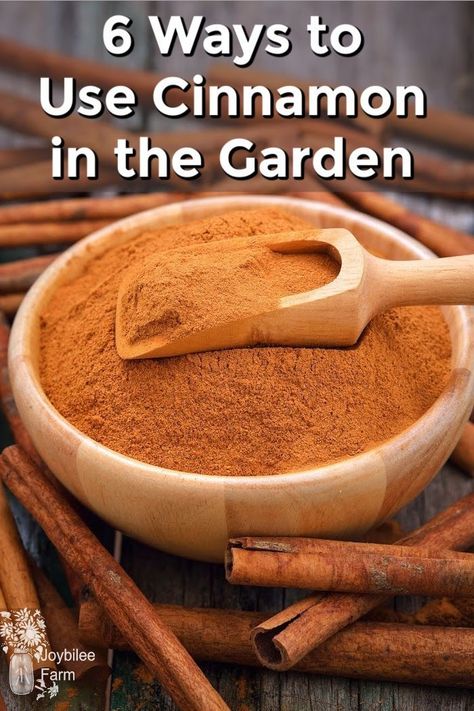 Cinnamon In The Garden, Rose Pruning, Fruits Garden, Plant Fertilizer, Cinnamon Benefits, Healthy Soil, Growing Hydrangeas, Ceylon Cinnamon, Smart Garden