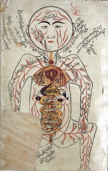 illustration/painting from Canon of medicine (https://pinterest.com/pin/287386019945013982), Avicenna (https://pinterest.com/pin/287386019945306035). Historical Illustration, Wellcome Collection, Medical Anatomy, Iranian Art, Sigmund Freud, Historical Images, Art Brut, Medical Illustration, Magic Book