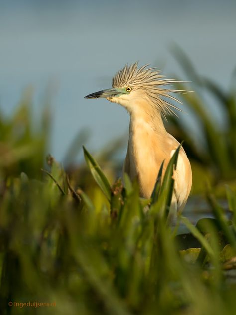 Squacco heron Squacco Heron, Holidays Abroad, Wildlife Images, Herons, Nature Birds, 1920s Fashion, Animal Photo, Birdy, Beautiful Birds