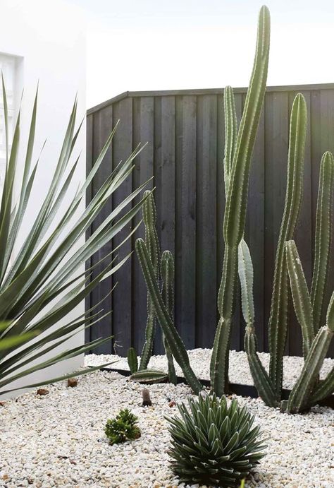 A photographer with an eye for design and a penchant for pastels creates a mid-century-inspired haven for her family near the beach in northern NSW. Palm Springs Garden, Sydney Gardens, Topiary Garden, Areas Verdes, Sloped Garden, Coastal Gardens, Side Garden, Low Maintenance Garden, Stone Cottage