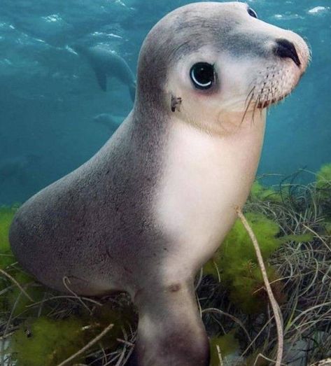 Glaucus Atlanticus, Lions Photos, Pixar Characters, Lion Images, Pose For The Camera, Sea Lion, Ocean Lover, Sea Animals, Wildlife Photography