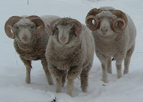 Dorset or Dorset Horned breed of sheep is known mostly for its prolific lambing. Navajo Churro Sheep, Dorset Sheep, Sheep Horns, Painting A Portrait, Jacob Sheep, Sheep Breeds, Sheep Farm, Sheep And Lamb, Cute Sheep