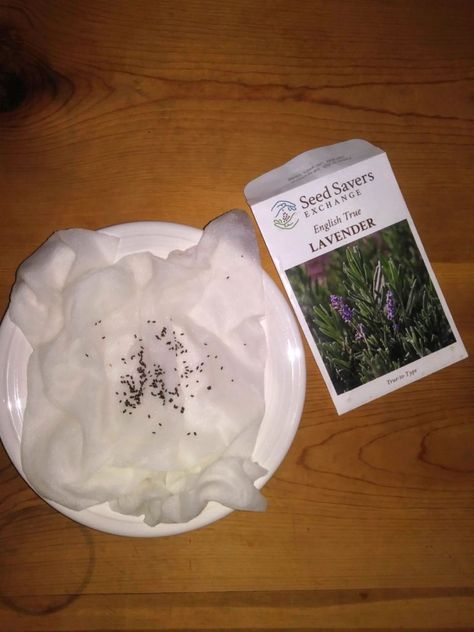 Starting Lavender From Seed, Planting Lavender Indoors, Lavender Seeds How To Grow, How To Grow Lavender From Seed, How To Grow Lavender, Planting Lavender Seeds, When To Plant Lavender, Lavender Plant Indoors, Grow Lavender From Seed