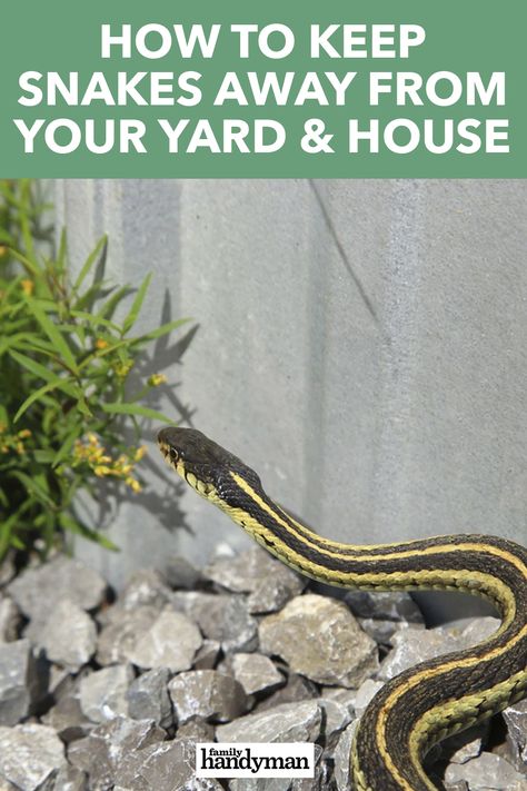 How To Get Rid Of Snakes Around House, How To Get Rid Of Snakes In Yard, How To Keep Snakes Out Of Yard, Plants That Repel Snakes, Snake Repelling Plants, Snake Repellant Plants, Snake Repellant, Garden Snakes, Get Rid Of Spiders