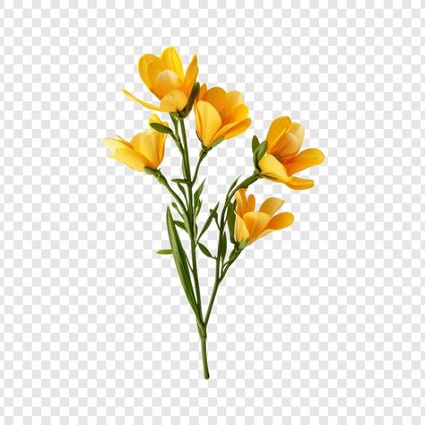 Yellow Freesia, Freesia Flower, Freesia Flowers, Free Psd, Graphic Resources, Transparent Background, Art Reference, Photoshop, Yellow