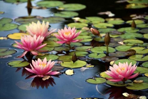 Lotus Flower Landscape, Lotus Flower Painting, Water Lilies Painting, Lotus Garden, Lotus Flower Pictures, Lotus Flower Art, Very Beautiful Flowers, Plants Are Friends, Lotus Art