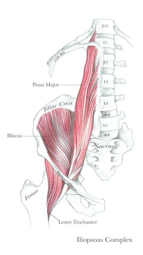 Psoas Release, Anatomy Images, Sensory Nerves, Yoga Anatomy, Psoas Muscle, Muscle Anatomy, Autonomic Nervous System, Hip Pain, Core Muscles