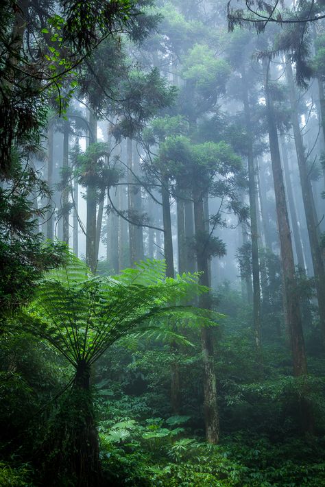 Taman Air, Tall Trees, Tree Forest, Alam Yang Indah, Nature Aesthetic, Enchanted Forest, Beautiful Tree, Green Plants, Amazing Nature