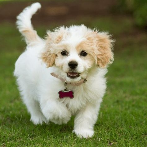 Cavachon - Origin, Temperament, Training and Price - SpiritDog Training Best Hypoallergenic Dogs, Bear Dog Breed, Cavachon Dog, Dog Breeds That Dont Shed, Hypoallergenic Dog Breed, Teddy Bear Dog, English Toy Spaniel, Pet Allergies, Miniature Dogs