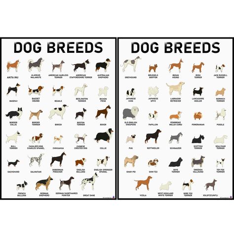 3d Learning, Dog Breed Poster, Dog Breeds Chart, Kennel Ideas, Scary Dogs, Vet Clinic, Really Cute Puppies, Homeschool Room, Corgi Pembroke