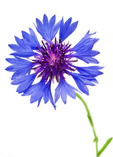 Beautiful blue cornflower isolated on wh... | Premium Photo #Freepik #photo #flower #floral #summer #leaf Bachelor Button Flowers, Sansevieria Plant, Flower Arrangement Designs, Blue Cornflower, Flower Sketches, Watercolor Flower Art, Photo Beautiful, Blue Painting, Button Flowers