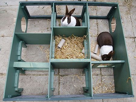 Beat bunny boredom – Make your own rabbit maze| Petplan | Petplan Bunny Toys Diy Homemade, Diy Bunny House, Homemade Rabbit Toys, Diy Bunny Cage, Diy Bunny Toys, Outdoor Rabbit Hutch, Rabbit Farm, Bunny Room, Raising Rabbits