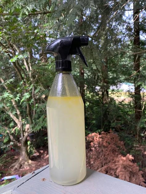 Homemade Bug Repellent For Yard, Home Made Pesticides For Plants, Rose Spray For Bugs Pest Control, Diy Bug Repellent For Porch, How To Get Rid Of Bugs On Plants, House Plant Bug Spray Diy, Pinesol For Bugs, Spray For Plants Pest Control, Diy Plant Bug Spray