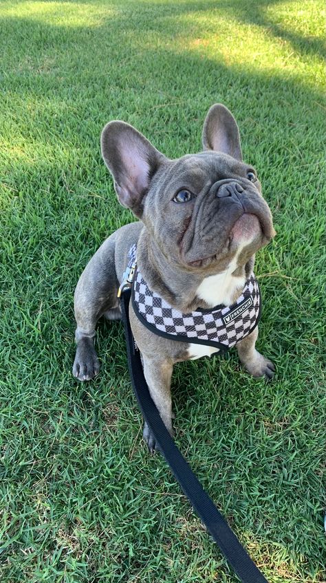 French Bulldog Grown Up, Frenchie Bulldog Puppy, French Bulldog Full Grown, French Bulldog Breeders, School Collage, French Bulldog Pictures, French Bulldog Harness, French Bulldog Facts, French Bulldog Shirt