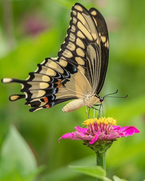 Giant Swallowtail (Papilio cresphontes) | Giant Swallowtail … | Flickr Moth Images, Giant Swallowtail Butterfly, Bug Board, Giant Swallowtail, Swallowtail Butterfly, Butterfly Drawing, Paint And Sip, String Art, Beautiful Butterflies