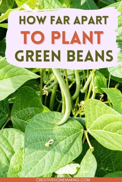 How far apart to plant green beans. Tips for planting, growing and harvesting green beans in your garden. Planting Green Beans, Green Bean Seeds, Growing Green Beans, Can Green Beans, Bean Plant, Growing Greens, Bean Seeds, Green Arrow, All About Plants