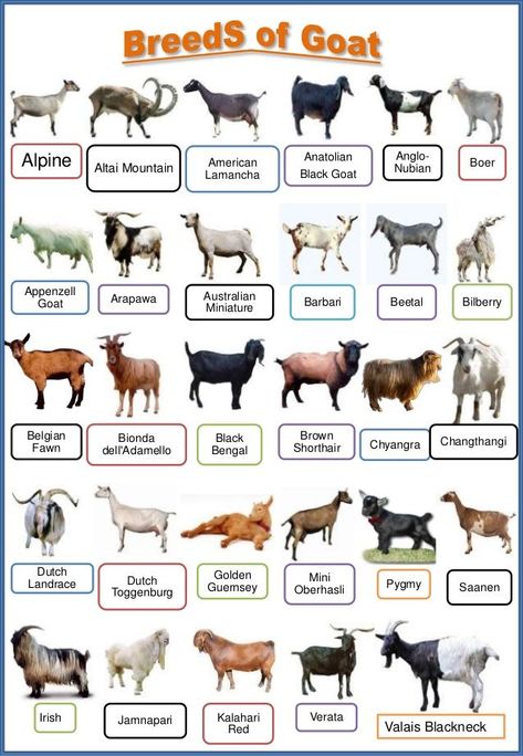 These are the common breeds of goat (both local and exotic breeds) Goat Playground, Goat Pen, Goat Shelter, Goat House, Raising Farm Animals, Goat Care, Goat Barn, Raising Goats, Pygmy Goat