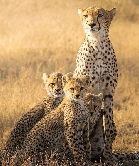 Cheetah Family, Cheetah Wallpaper, Small Wild Cats, Cheetah Cubs, The Cheetah, Jungle Cat, Lion Pictures, Masai Mara, Jungle Baby