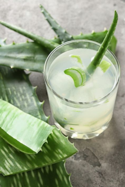 The aloe vera plant has a number of qualities that make it a great candidate for helping boost immune system function. In particular, aloe vera appears to have a significant impact on the white blood cells, which are the first line of defense of the immune system. The white blood cells search for and eliminate foreign substances in the body, including bacteria, fungi, and viruses before they can take hold and cause infection... Trendy Drinks, Wellness Space, Aloe Water, Soothe Sunburn, Aloe Juice, Cucumber Juice, Filling Food, Aloe Plant, The Immune System