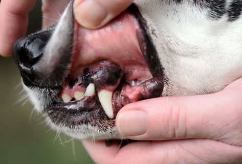 Dogs normally have pink gums, but they can change color if something isn't right in their body. Find out more about what your dog's gum color means. Saggy Belly, Normal Body Temperature, Sick Dog, Tooth Extraction, Receding Gums, Periodontal Disease, Runny Nose, Black Gums, Cold Therapy