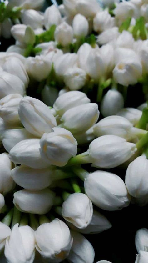 White Jasmine Flower, Flower Wallpaper Iphone, Floral Therapy, Arabian Jasmine, Jasmine Plant, Fragrant Garden, Jasmine Flowers, White Jasmine, Types Of Roses